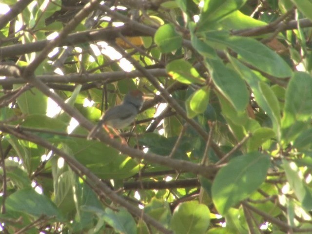 Cambodian Tailorbird - ML201544561