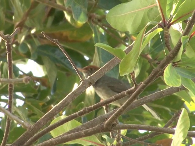 Cambodian Tailorbird - ML201544571