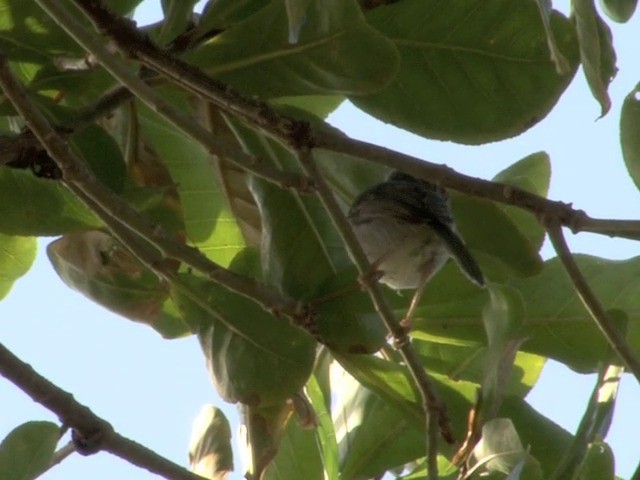 Cambodian Tailorbird - ML201544581
