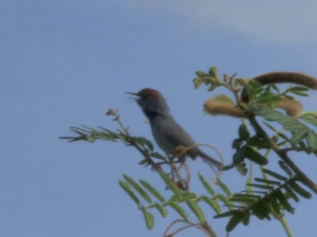 Cambodian Tailorbird - ML201544631