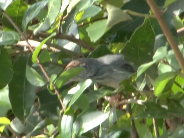 Cambodian Tailorbird - ML201544661