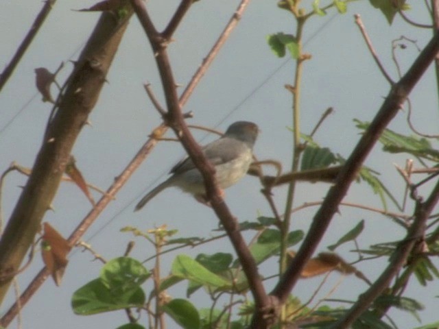 Cambodian Tailorbird - ML201544671