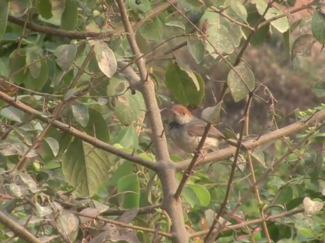 Cambodian Tailorbird - ML201544691