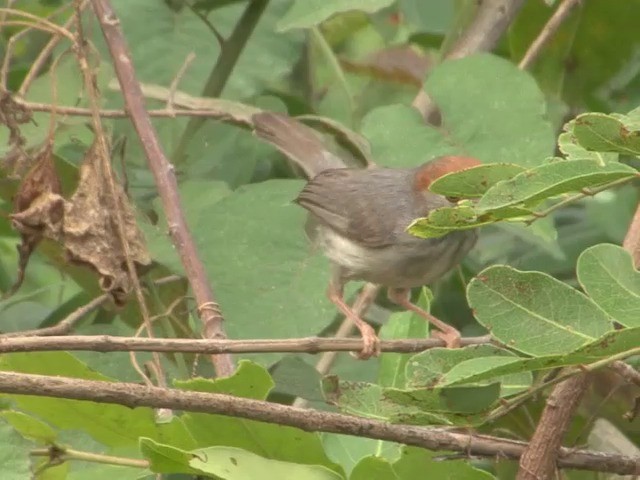 Cambodian Tailorbird - ML201544731