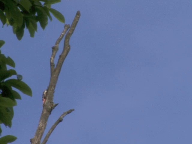 Necklaced Woodpecker - ML201544781