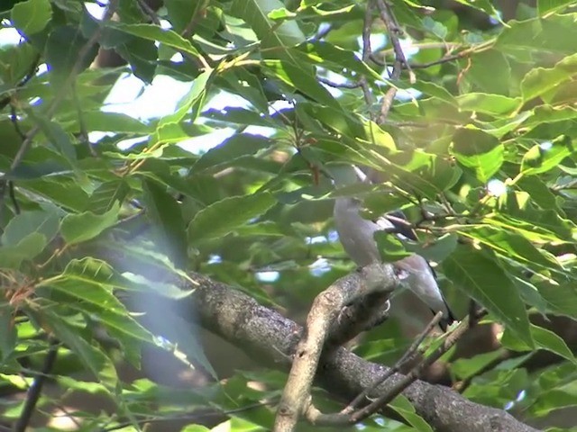 White-browed Shrike-Babbler (Gray-breasted) - ML201544791