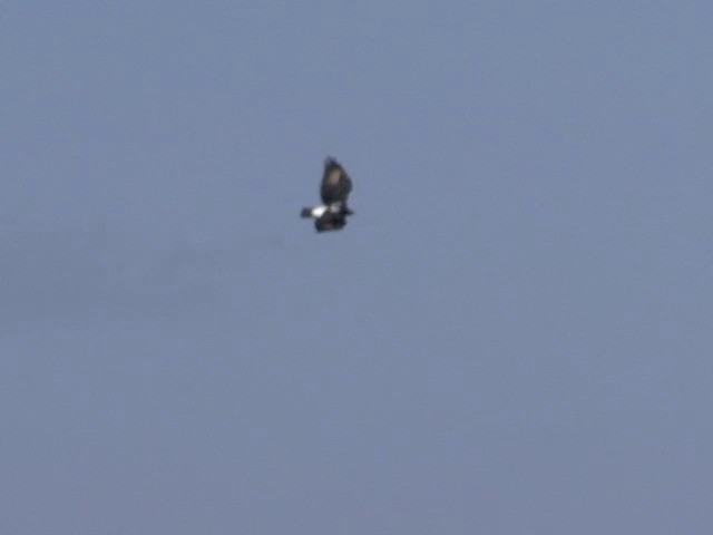 Кафрский орёл - ML201544941