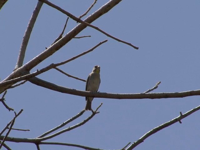  - Yellow-throated Serin