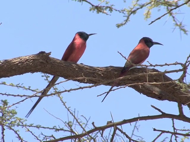 Northern Carmine Bee-eater - ML201545231