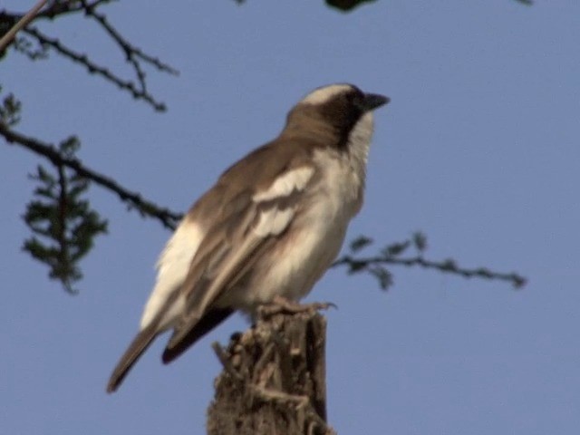 White-browed Sparrow-Weaver (Black-billed) - ML201545351