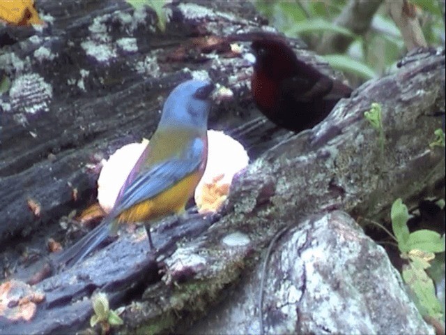 Blue-and-yellow Tanager (Green-mantled) - ML201545441
