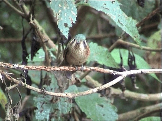Speckled Hummingbird (melanogenys Group) - ML201545501