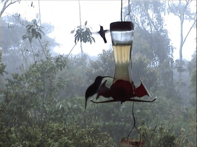 Зелёный колибри-отшельник - ML201545561