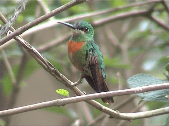 kolibřík nazlátlý - ML201545671