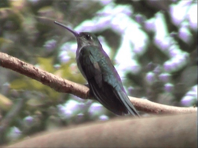 Gray-breasted Sabrewing - ML201545681
