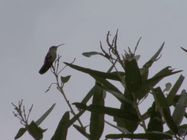 Spot-throated Hummingbird - ML201545991