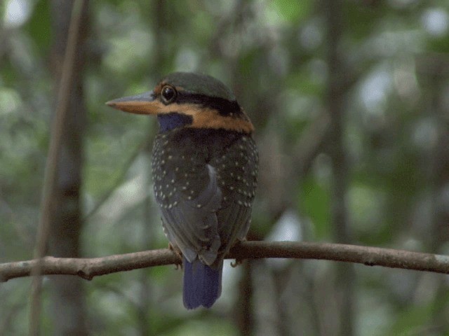  - Rufous-collared Kingfisher