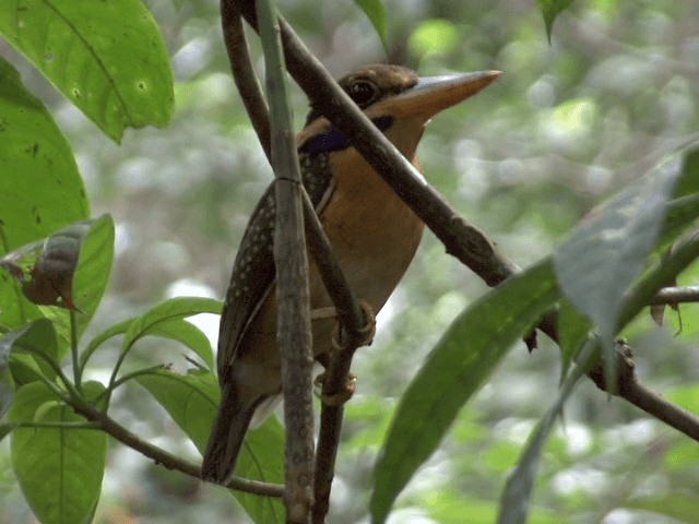 Rufous-collared Kingfisher - ML201546051