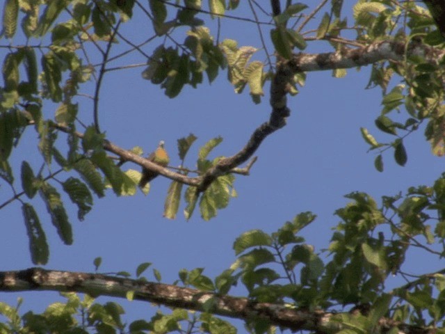 holub hnědoramenný - ML201546091
