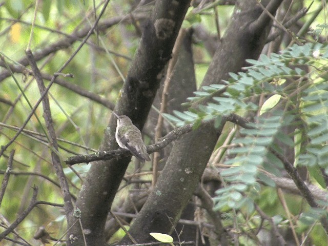 Tumbes Hummingbird - ML201546151