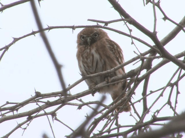 Peruvian Pygmy-Owl - ML201546171