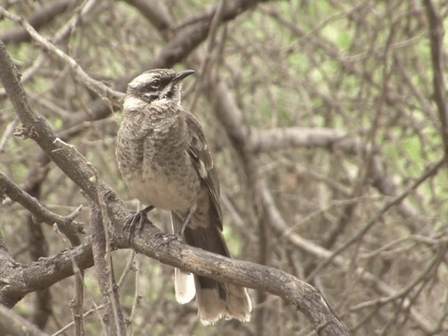 Long-tailed Mockingbird - ML201546241