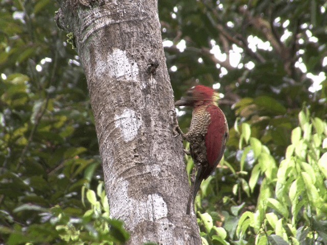 Banded Woodpecker - ML201546301