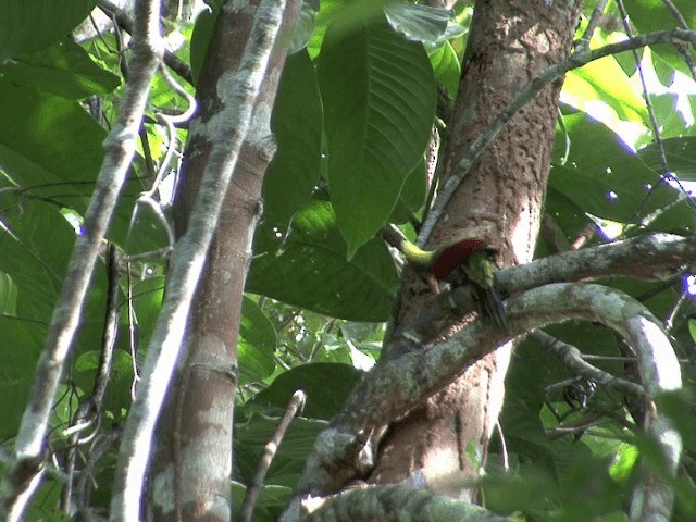 Crimson-winged Woodpecker - ML201546311