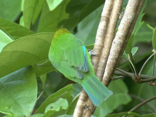 Blue-winged Leafbird - ML201546331
