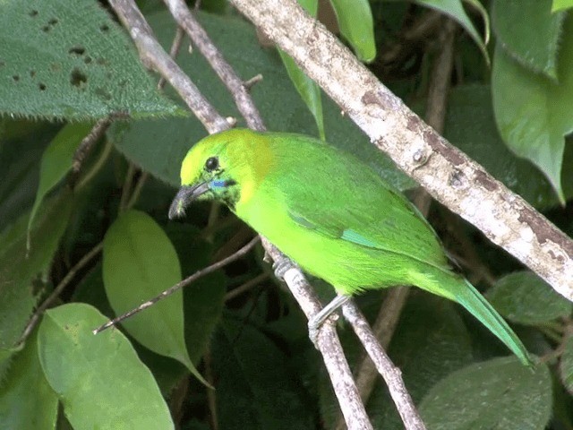 Blue-winged Leafbird - ML201546351