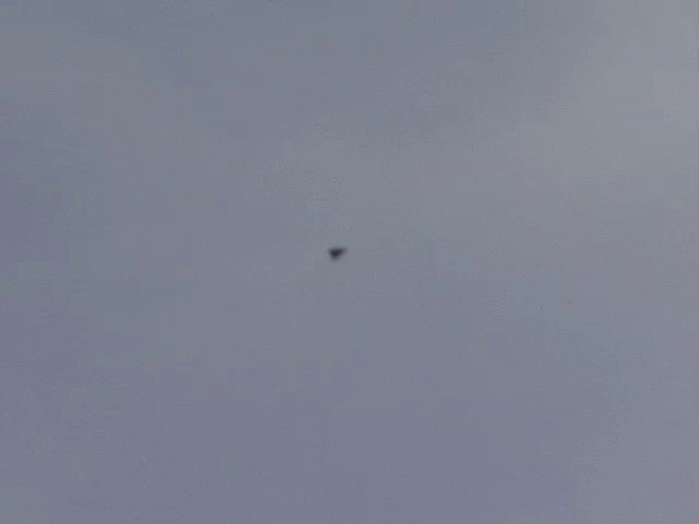  - White-rumped Spinetail