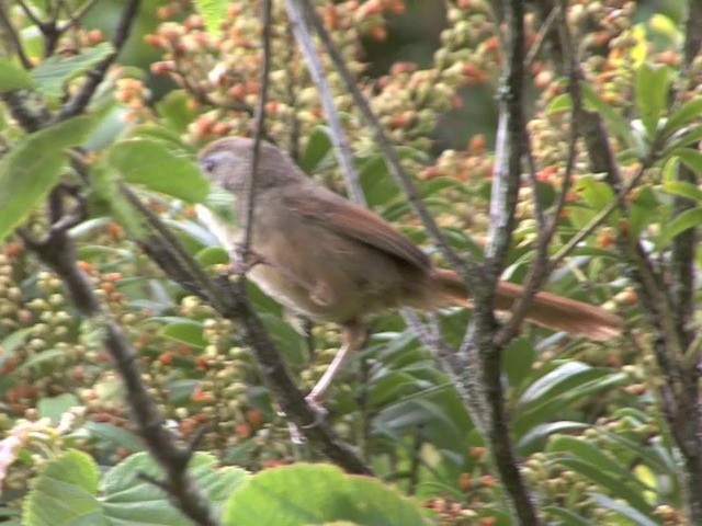 Rufous-tailed Babbler - ML201546861