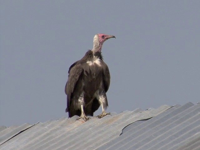 Hooded Vulture - ML201546971