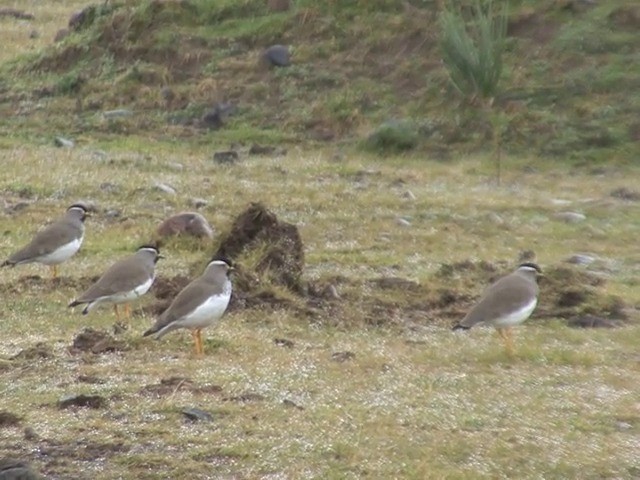 Spot-breasted Lapwing - ML201547091