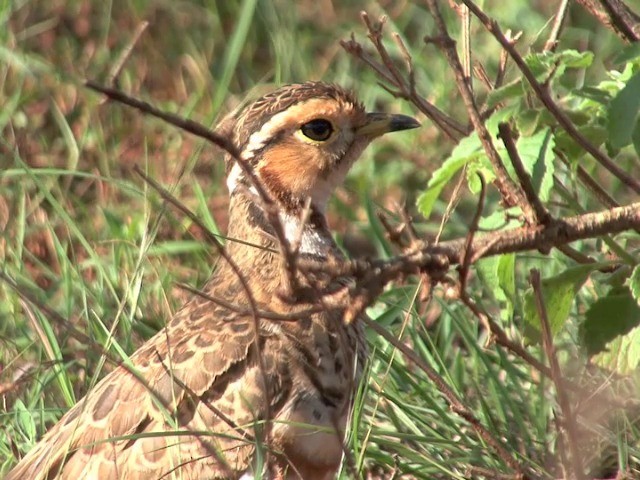 Three-banded Courser - ML201547141