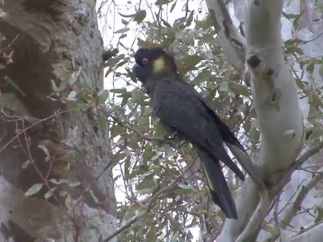 Yellow-tailed Black-Cockatoo - ML201547411