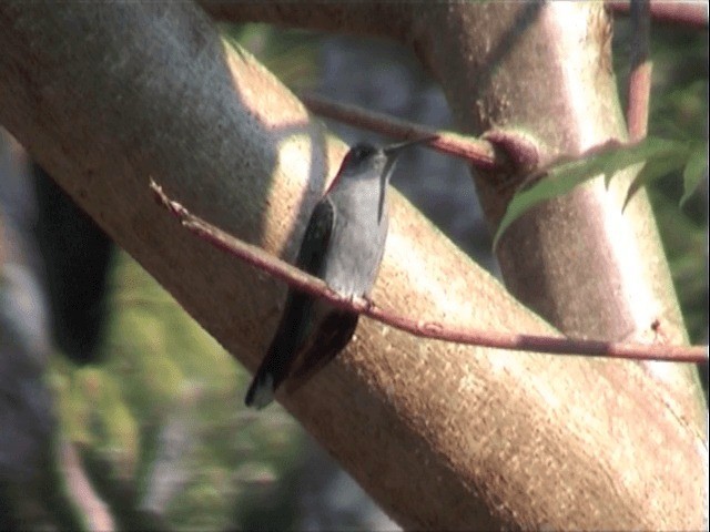 Gray-breasted Sabrewing - ML201547511