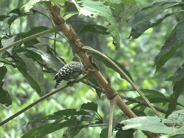 Buff-rumped Woodpecker - ML201547901