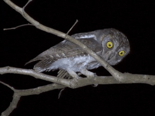Oriental Scops-Owl (Oriental) - ML201548051