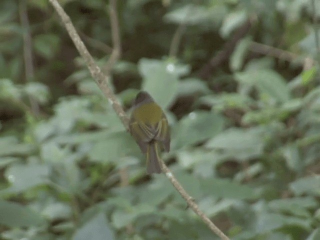 Gray-headed Canary-Flycatcher - ML201548161