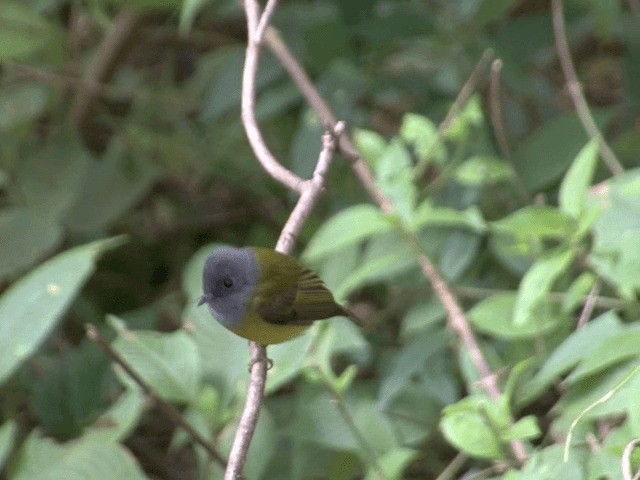 Gray-headed Canary-Flycatcher - ML201548211