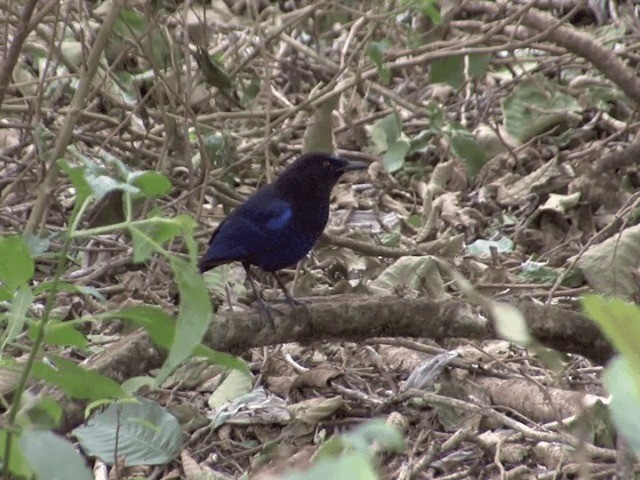 Малабарская синяя птица - ML201548351