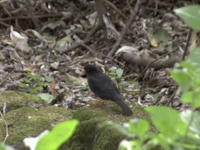 Indian Blackbird (Indian) - ML201548361
