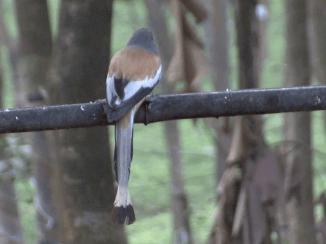  - Rufous Treepie