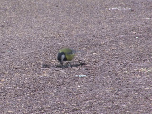 Green-backed Tit - ML201548721