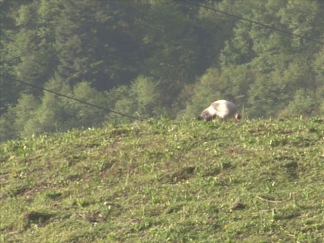 Белый ушастый фазан - ML201548891