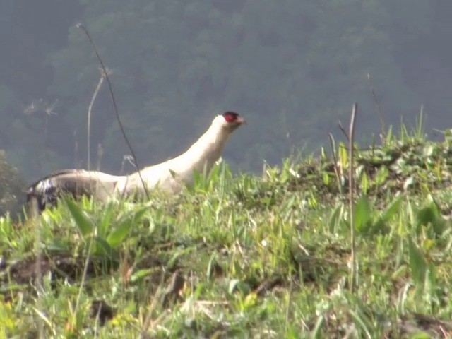 Белый ушастый фазан - ML201548901
