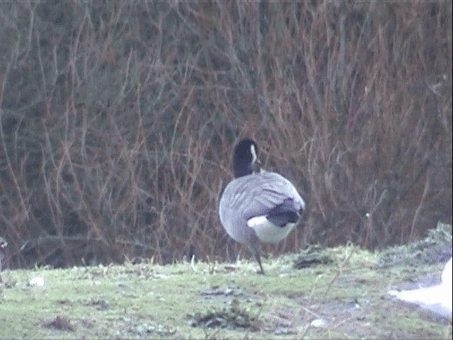 Cackling Goose (Richardson's) - ML201549631