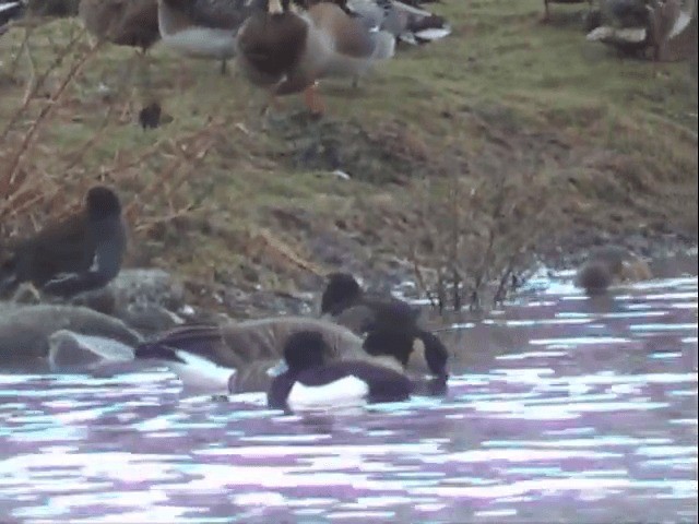 Cackling Goose (Richardson's) - ML201549641
