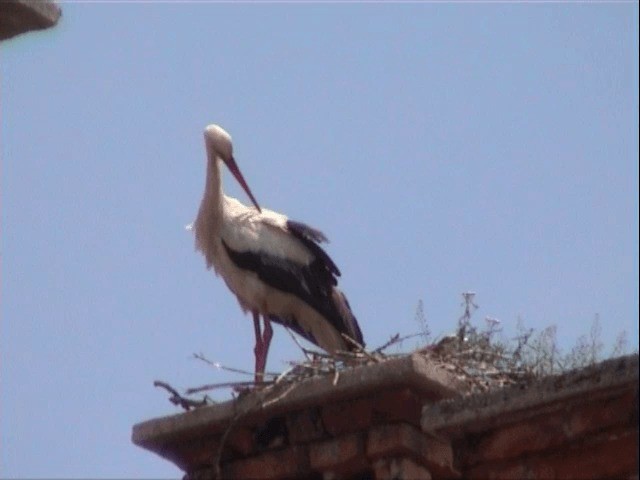 White Stork - ML201549731